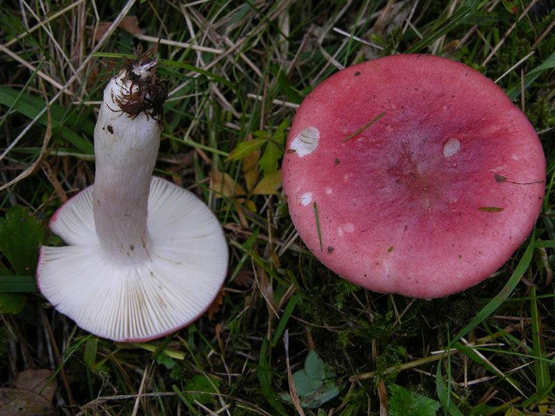 Russula luteotacta?